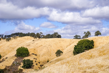 Wall Mural - Hills covered in dry grass in Henry W. Coe Park State Park, San Francisco bay area, California