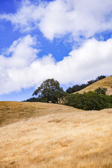 Wall Mural - Hills covered in dry grass in Henry W. Coe Park State Park, San Francisco bay area, California