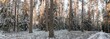 Zimowa panorama lasu w śniegu o poranku
