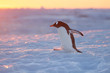 © Clemens Vanderwerf - Gentoo penguin at sunset