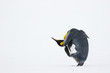 © Clemens Vanderwerf - King penguin scratching its head