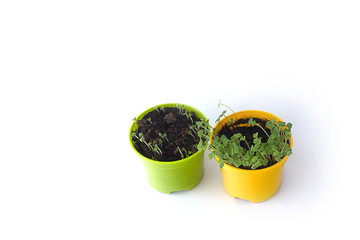 seedlings in pots on a white background