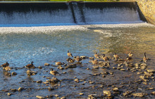 Geese In The River 2
