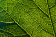 © Westend61 - Detail of a savoy leaf