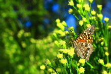 Hackberry Butterfly In Sabino Canyon In The Coronado National Forest. 