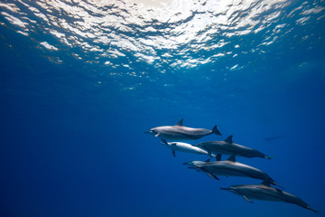 Wall Mural - wild dolphins underwater, deep blue water background with copyspace