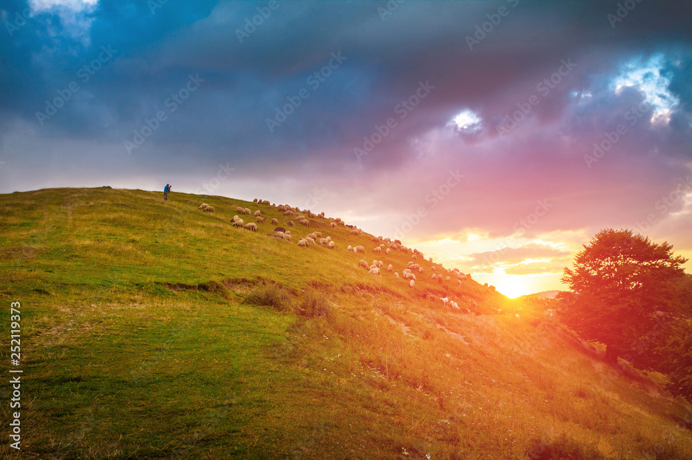 Sheep flock grazing on a hill side at sunset - obrazy, fototapety, plakaty 