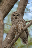 Fototapeta Las - Barred Owl taken in southern MN in the wild