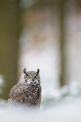 Aufkleber - Tiger owl - Great horned owl -  Hoot owl