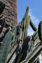 Tall Thin Cactus With Red Fruits, Botanical Garden, Catania, Sicily, Italy