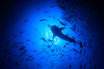 Sticker - Whale Shark and trevally fish from below 