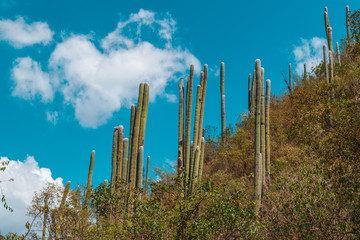 Cactus on blue sky