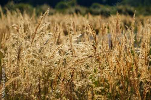 Flowering Wood Small-reed (Calamagrostis epigejos), nature reserve Isarauen, ...