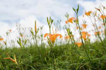 Canvas Print - landscape of tiger lily