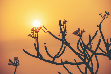 Wall Mural - flower leaves scenery with close up beautiful silhouette plant sunset