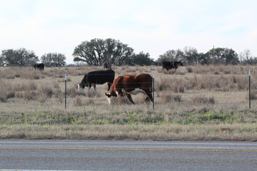 Grazing