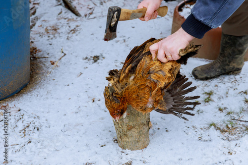Cuadros en Lienzo Cutting off chickens head with an axe
