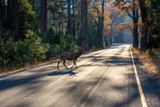 Fototapeta  - Male Deer running across the scenic road surrounded by the beautiful trees. Taken in Yosemite National Park, California, United States.