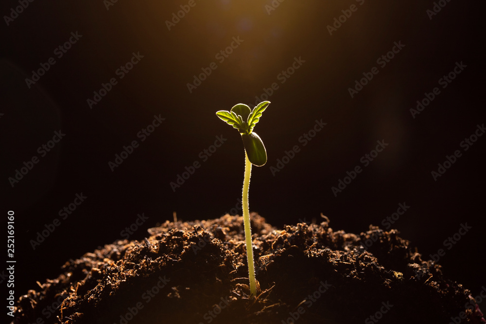 marijuana sprout  in soil close-up dark background - obrazy, fototapety, plakaty 