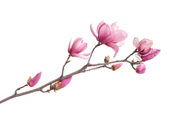 Pink magnolia flowers isolated on white background