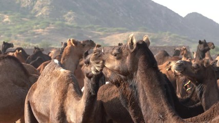 Wall Mural - Large herd of camels in desert Thar during the annual Pushkar Camel Fair near holy city Pushkar, Rajasthan, India. This fair is largest camel trading fair in the world