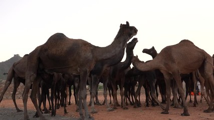 Wall Mural - Large herd of camels in desert Thar during the annual Pushkar Camel Fair near holy city Pushkar, Rajasthan, India. This fair is largest camel trading fair in the world