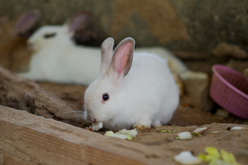 Poster - brown rabbit, bunny pet