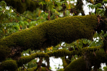 green moss on a tree