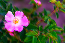 Beautiful Blooming Pink Wild Rose Bush (dog Rose, Rosa Canina). Digital Signal  Glitch Effect (rgb Shift, Slices). Screen Error