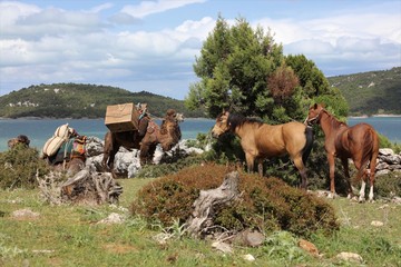 Wall Mural - Camels and horses waiting on the edge of Lake Beyşehir.