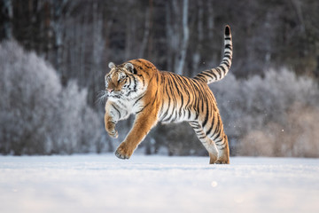 Wall Mural - Siberian Tiger on snow. Beautiful, dynamic and powerful photo of this majestic animal. Set in environment typical for this amazing animal. Winter freeze, birches and meadows. 