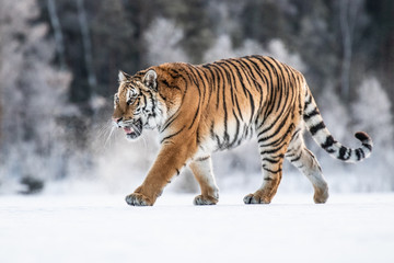 Wall Mural - Siberian Tiger on snow. Beautiful, dynamic and powerful photo of this majestic animal. Set in environment typical for this amazing animal. Winter freeze, birches and meadows. 