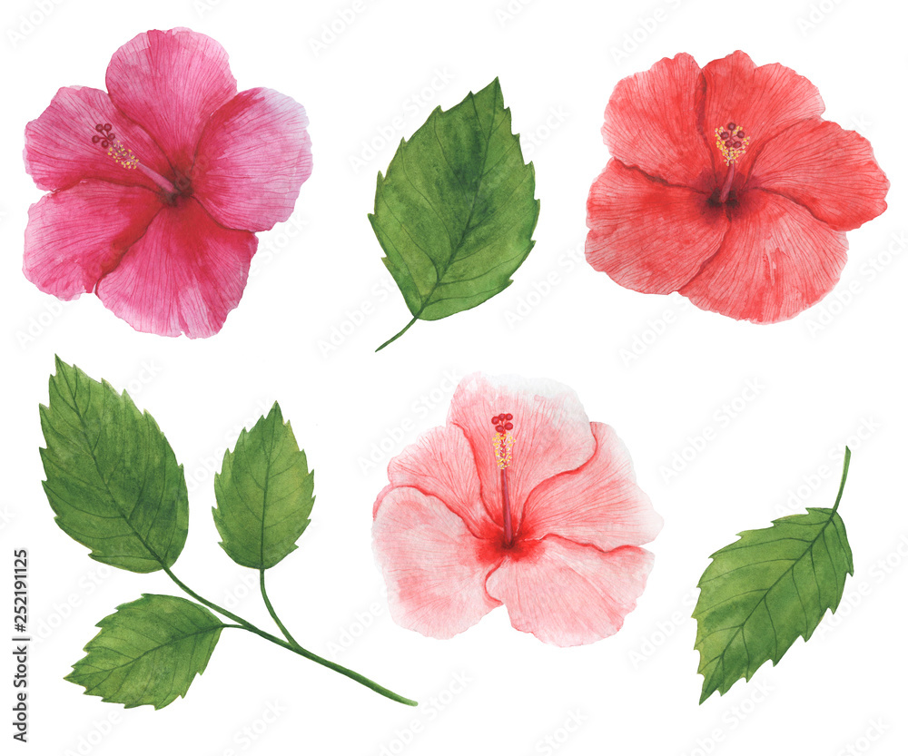 Tropical flowers watercolor set botanical illustration Hibiscus Stock ...