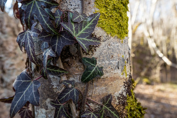 Wall Mural - lierre et mousse sur un tronc d'arbre