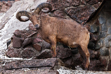 The East Caucasian Tur Or Daghestan Tur. A Wild Mountain Goat With Large Raogas On The Background Of Rocks.