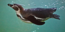 Slender Penguin Swims In Turquoise Water, With Bubbles. Underwater