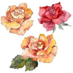 Orange and red Rose floral botanical flower. Watercolor background illustration set. Isolated rose illustration element.