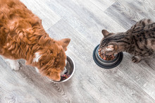 Dog And A Cat Are Eating Together From A Bowl Of Food. Animal Feeding Concept