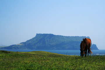 Sticker - a horse and an island