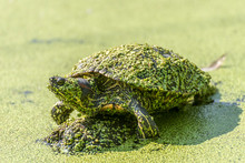 Water Turtle Sits With Duckweed Covered On A Stone