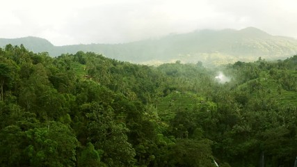 Fototapete - Rainforest at dawn