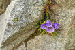 górski różowy kwiat rosnący między skałami 