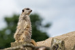 meerkat on guard with copy space