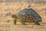 Fototapeta Konie - Leopard tortoise walking