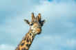 looking up at a giraffe with cloudy sky background