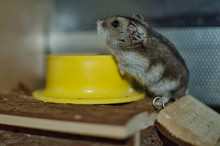 Russian Female Hamster In Her Terrarium