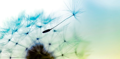 dandelion on blue background