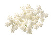 Leinwandbild Motiv Dolde von weißen Holunderblüten