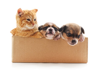 Sticker - Kitten and a puppies in the box.