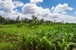 Maize and banana field in the countryside